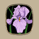 #221 Lavender Iris
